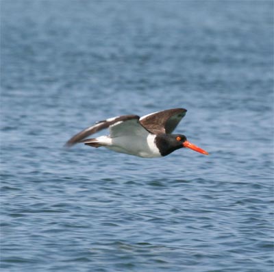 Oystercatcher