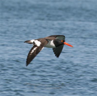 Oystercatcher