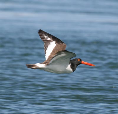 Oystercatcher