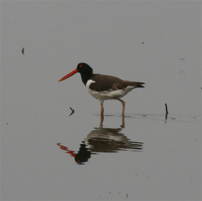 Oystercatcher