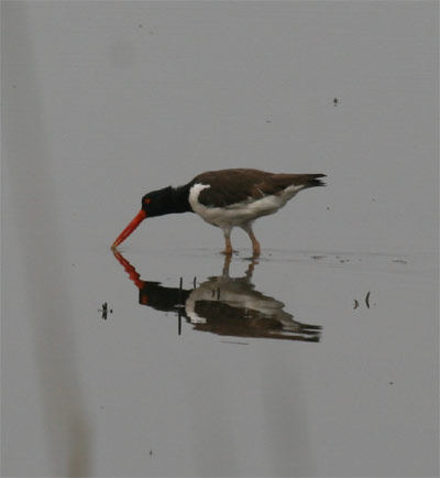 Oystercatcher