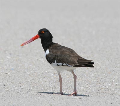 Oystercatcher