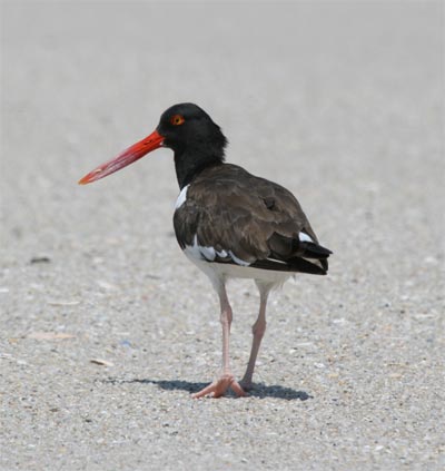 Oystercatcher