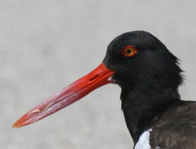 Oystercatcher