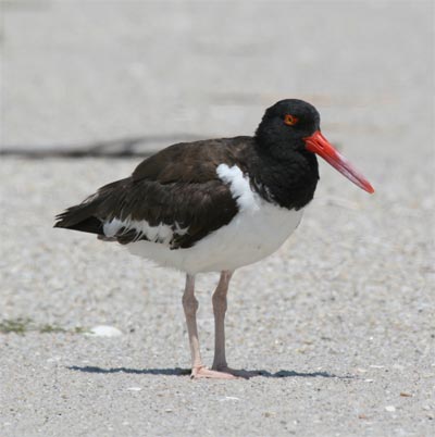 Oystercatcher