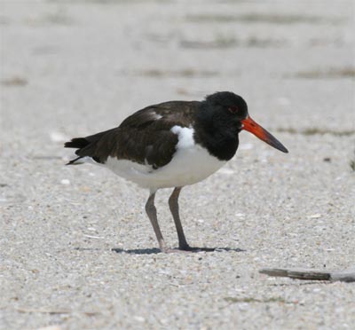 Oystercatcher