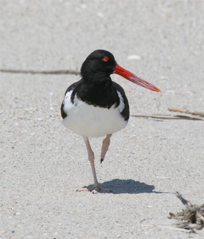 Oystercatcher