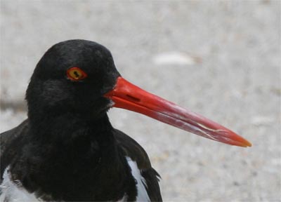 Oystercatcher