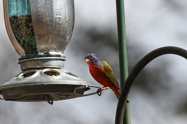 Painted Bunting