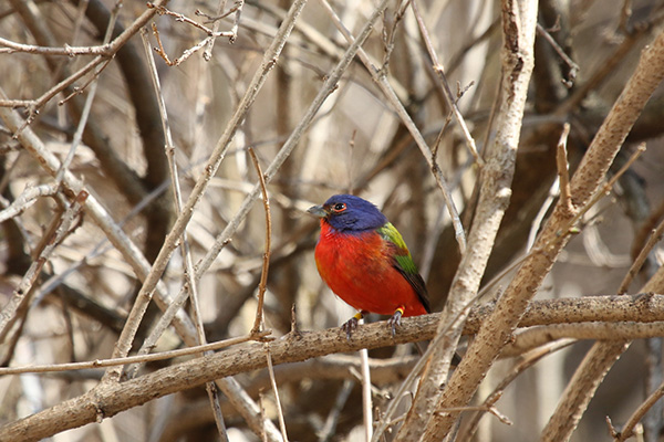 Painted Bunting