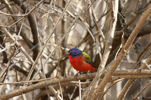 Painted Bunting