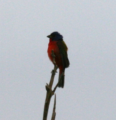 Painted Bunting