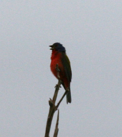 Painted Bunting