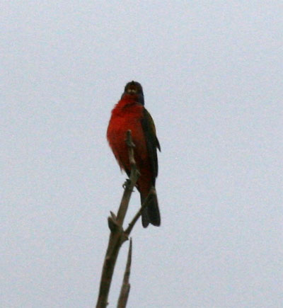 Painted Bunting