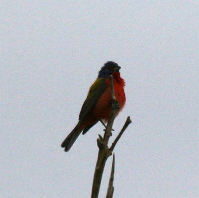 Painted Bunting