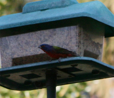 Painted Bunting