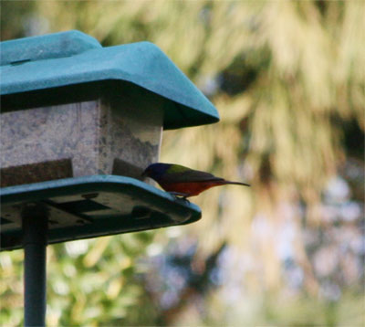 Painted Bunting