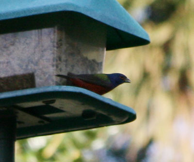 Painted Bunting