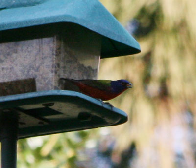 Painted Bunting