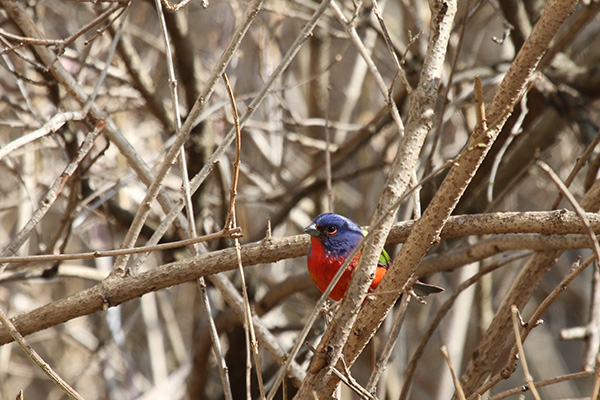 Painted Bunting