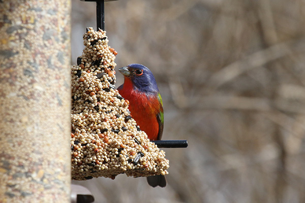 Painted Bunting