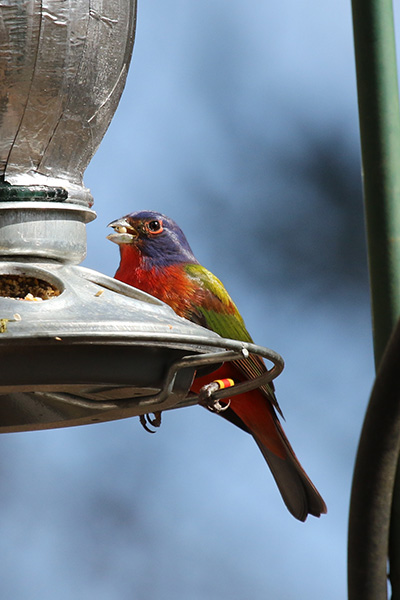 Painted Bunting