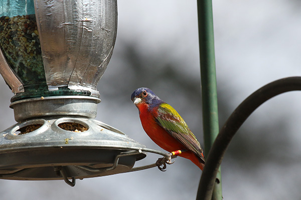 Painted Bunting