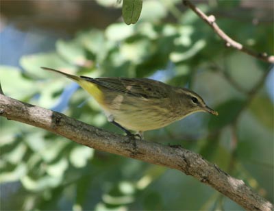 Palm Warbler