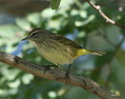 Palm Warbler