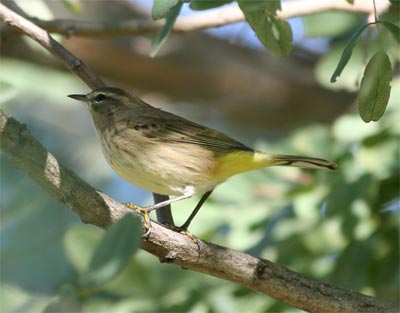 Palm Warbler