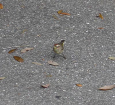 Palm Warbler