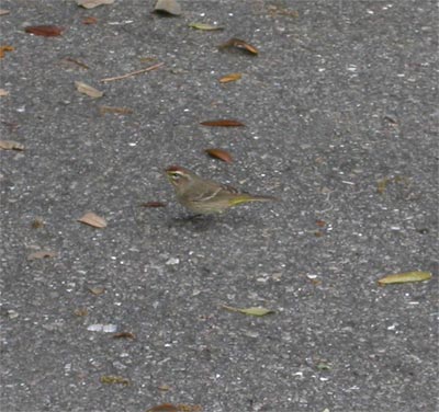 Palm Warbler