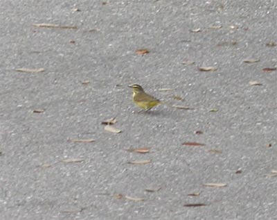 Palm Warbler