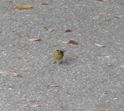 Palm Warbler