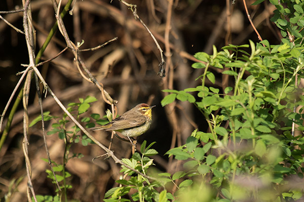 Palm Warbler