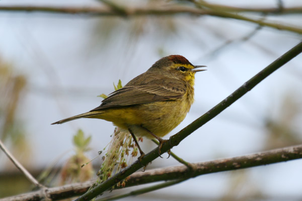 Palm Warbler