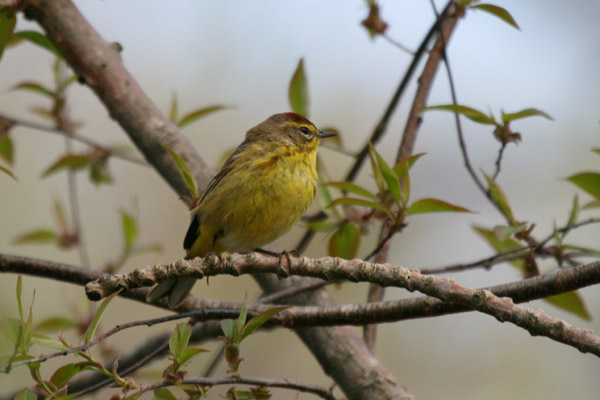 Palm Warbler