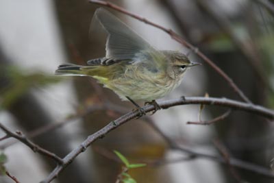 Palm Warbler