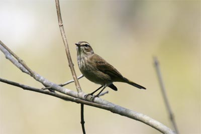 Palm Warbler