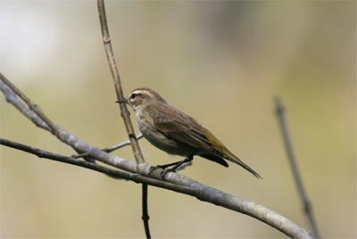 Palm Warbler