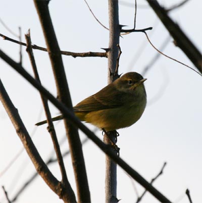 Palm Warbler