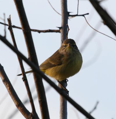 Palm Warbler