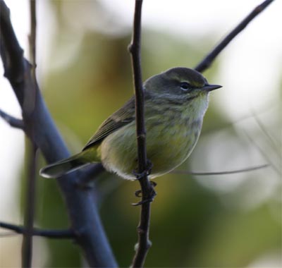 Palm Warbler