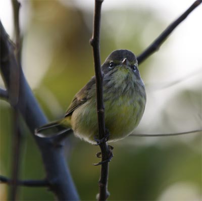 Palm Warbler