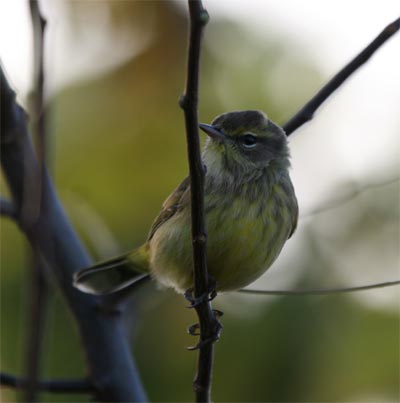 Palm Warbler