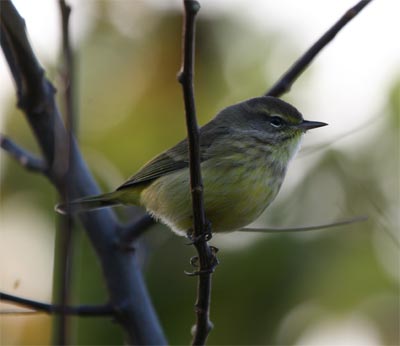 Palm Warbler