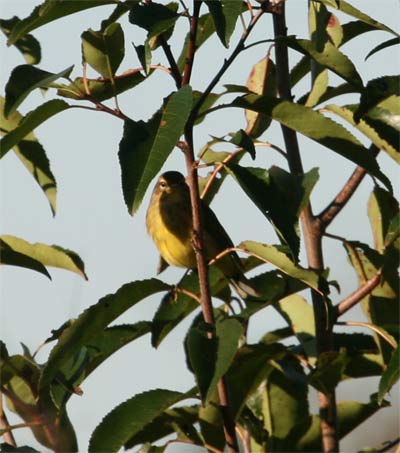 Palm Warbler