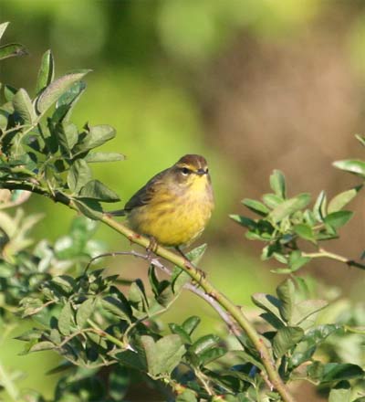 Palm Warbler