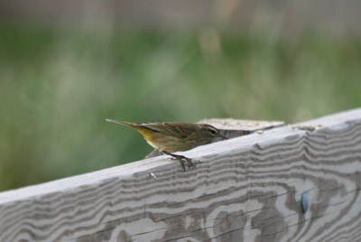 Palm Warbler