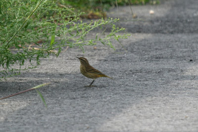 Palm Warbler